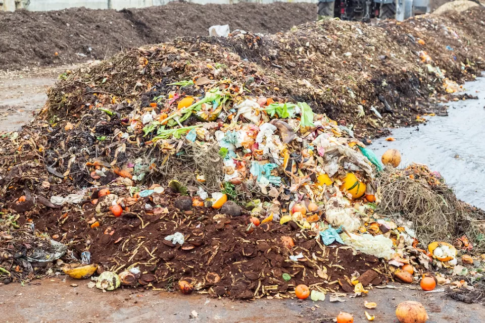 Large mound of food waste separated for composting.
